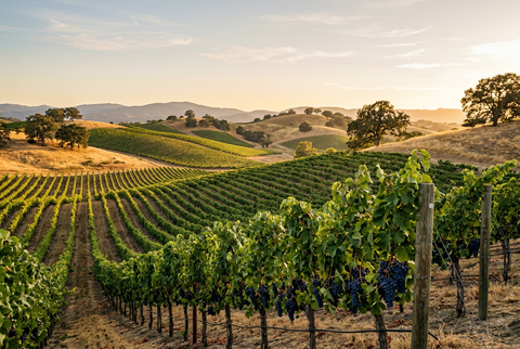 Paso Robles vineyard hills at golden hour